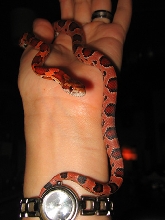 koevasi 4 mos