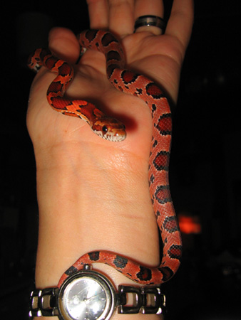 koevasi 4 mos