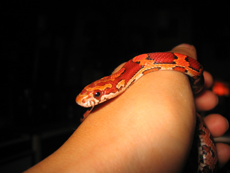 koevasi 4 mos