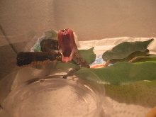 Agkistrodon taylori
