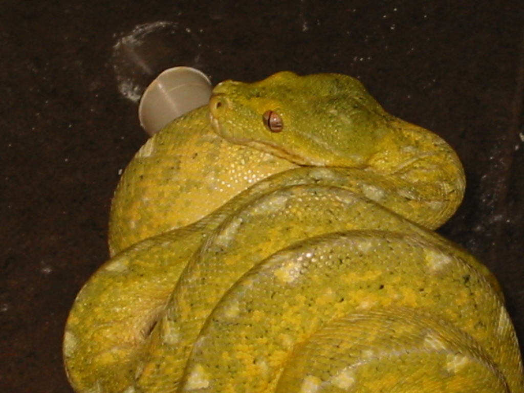 3 yo male gtp.