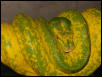 Gtp