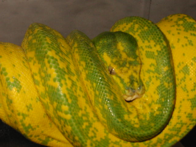 Gtp