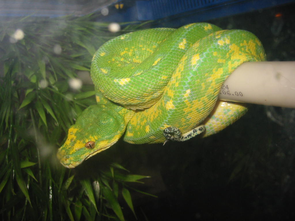 Chondros in Finland