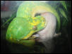 female gtp eating.