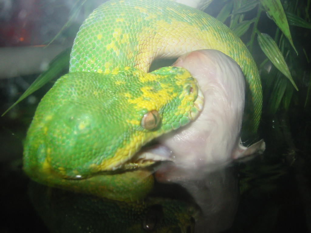 female gtp eating.