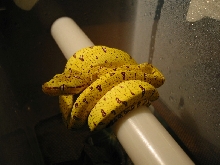 Morelia viridis, Aru