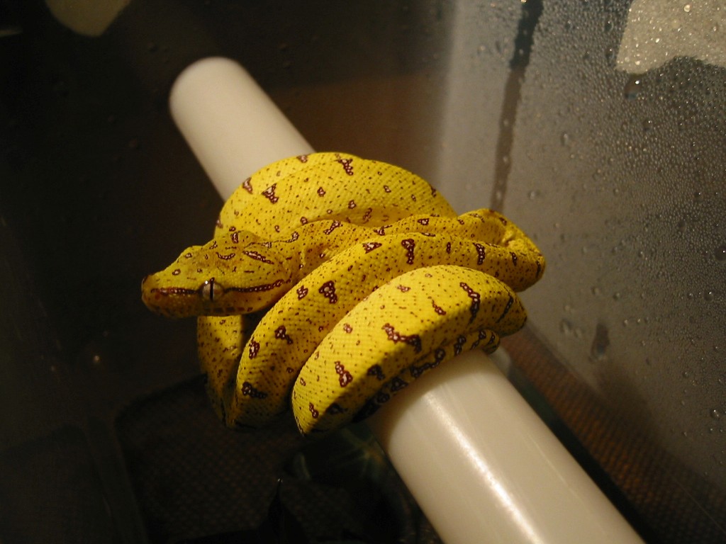 Morelia viridis, Aru