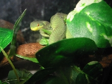 T. albolabris, male