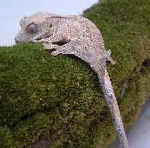 crested