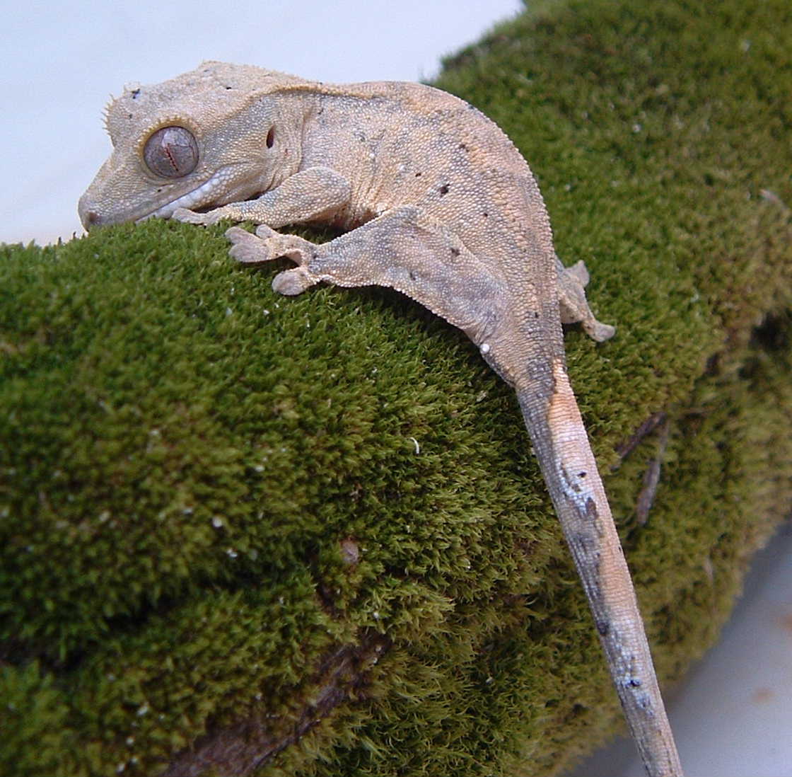 crested