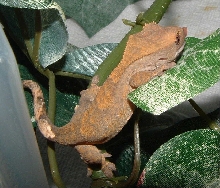 crested