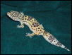 One of my female leopard geckos