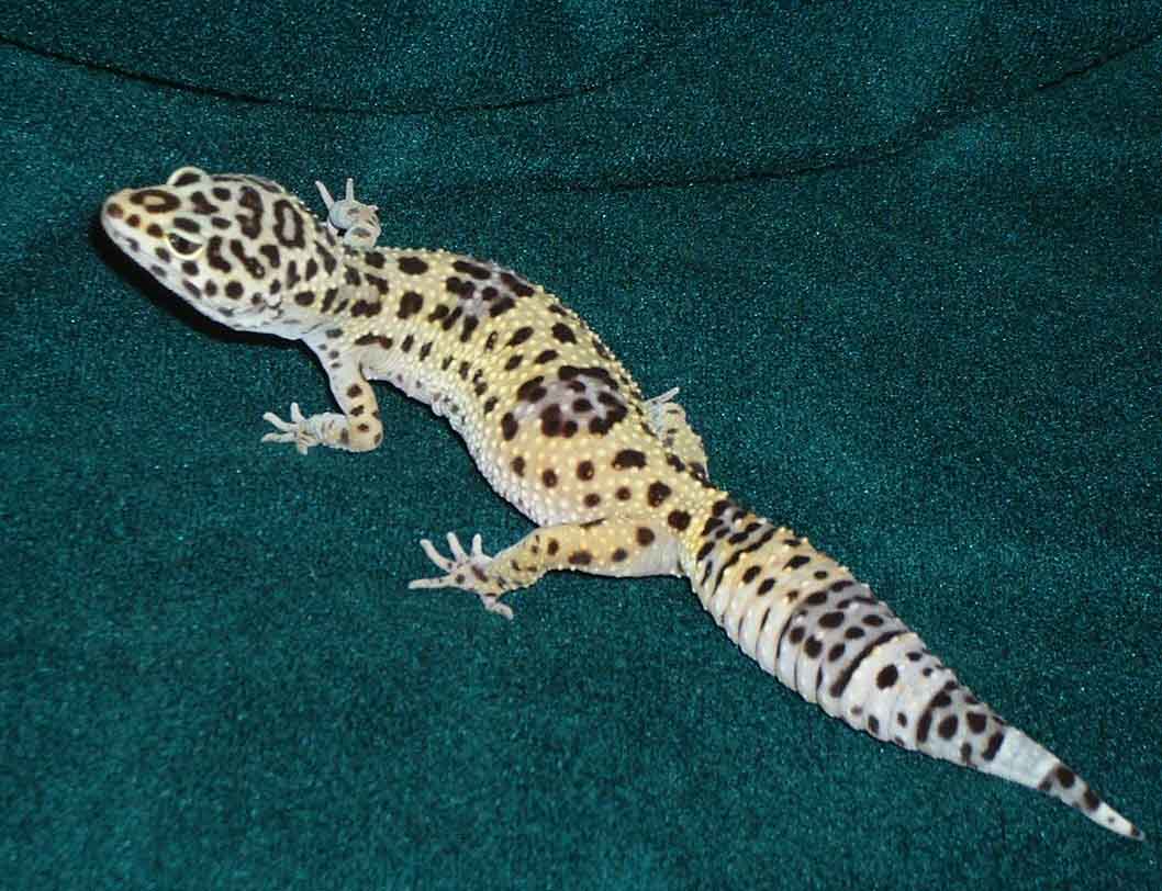 One of my female leopard geckos