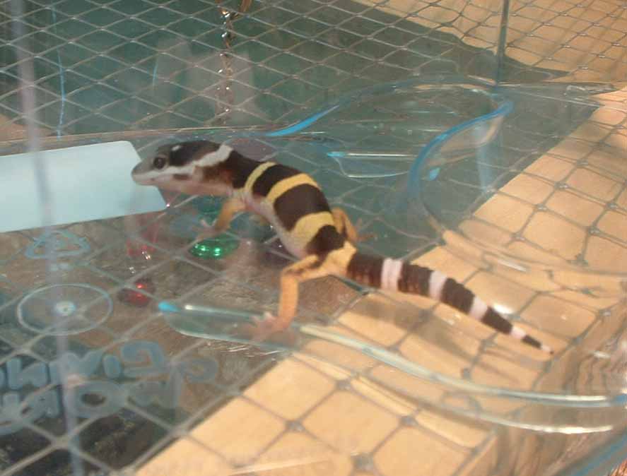 My first baby leopard gecko!