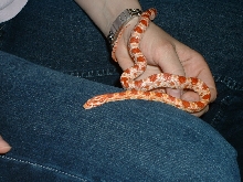 my 8 month old red albino cornsnake