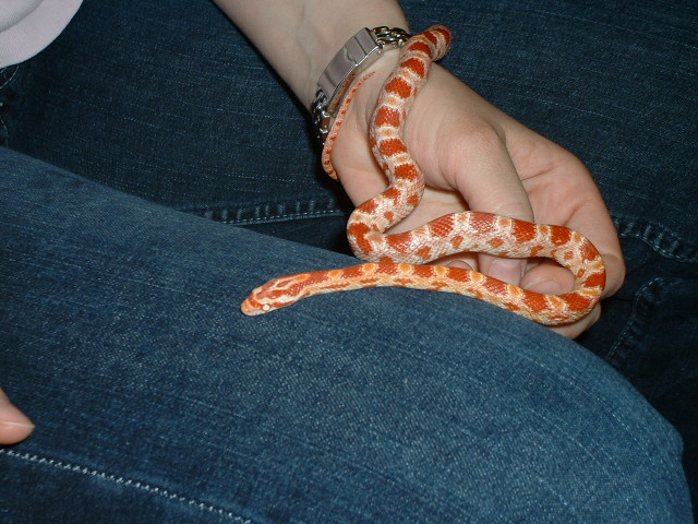 my 8 month old red albino cornsnake