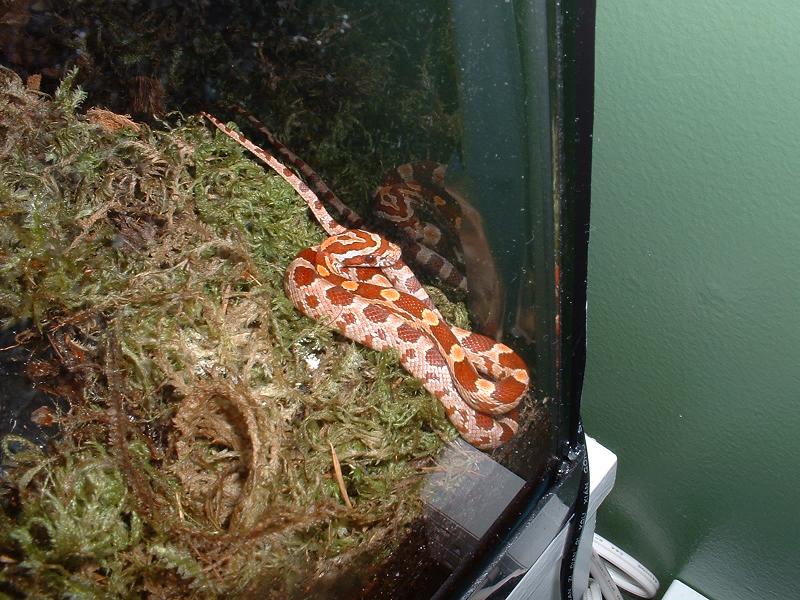 Fred in the moss!