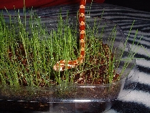 Fred in the grass!