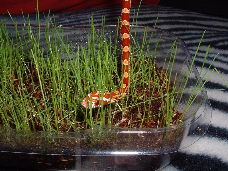 Fred in the grass!