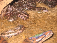 Brazilian Rainbow Boa