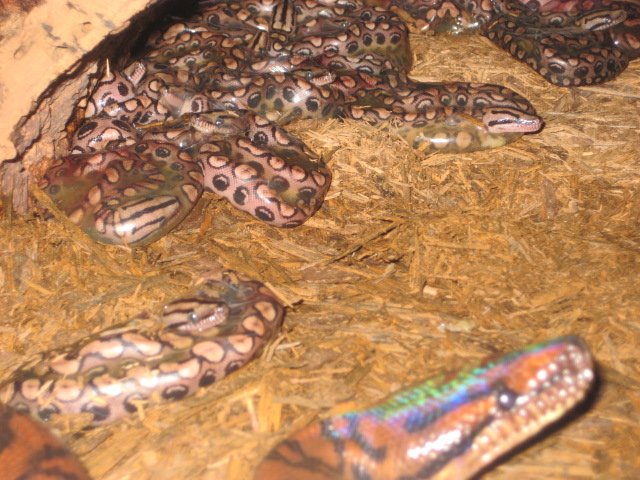 Brazilian Rainbow Boa