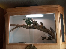 our frilled dragon terrarium
