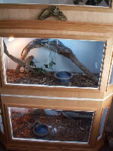 trio breeding pair  of frilled dragons