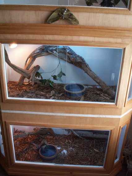 trio breeding pair  of frilled dragons