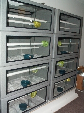 reptile room gtp wall