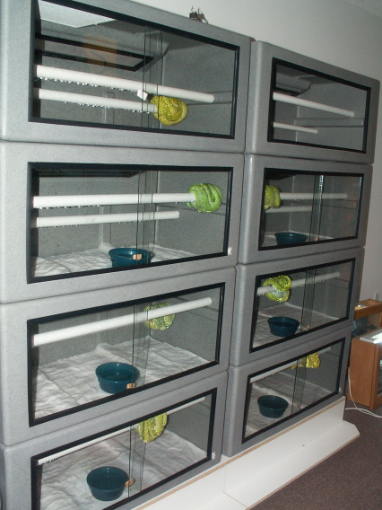 reptile room gtp wall