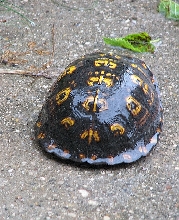 wild male eastern box