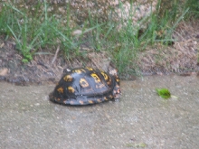 wild male eastern box