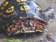 wild male eastern box