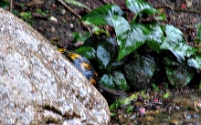wild male eastern box