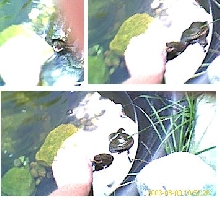 Feeding Snappy