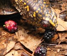 Spike