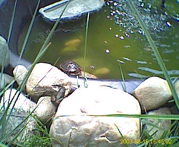 A visitor