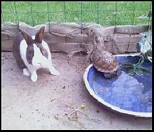 Hershey and Spike