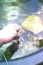 Feeding Speedy