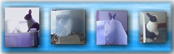 let's play "find the bunny"!