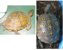 found turtle