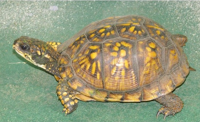 found turtle 2