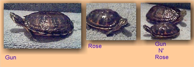 Gun N Rose