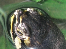 gunn's close up