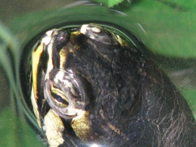 gunn's close up