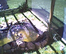 new pond