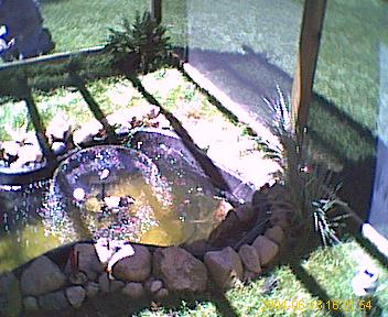 new pond