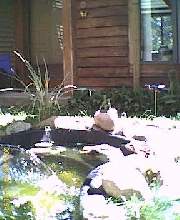 new pond