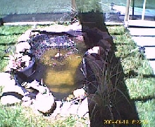 new pond